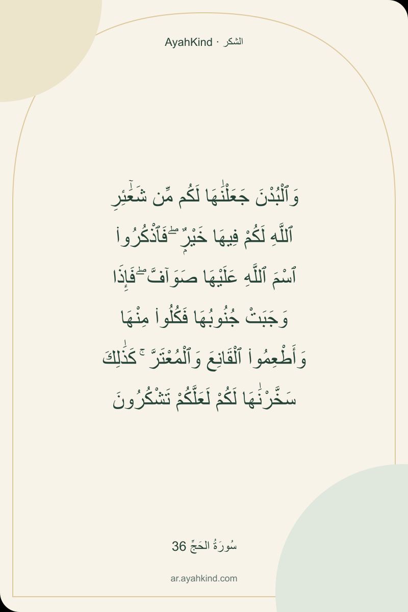 وَٱلْبُدْنَ جَعَلْنَٰهَا لَكُم مِّن شَعَٰٓئِرِ ٱللَّهِ لَكُمْ فِيهَا خَيْرٌۭ ۖ فَٱذْكُرُوا۟ ٱسْمَ ٱللَّهِ عَلَيْهَا صَوَآفَّ ۖ فَإِذَا وَجَبَتْ جُنُوبُهَا فَكُلُوا۟ مِنْهَا وَأَطْعِمُوا۟ ٱلْقَانِعَ وَٱلْمُعْتَرَّ ۚ كَذَٰلِكَ سَخَّرْنَٰهَا لَكُمْ لَعَلَّكُمْ تَشْكُرُونَ — سُورَةُ الحَجِّ 36